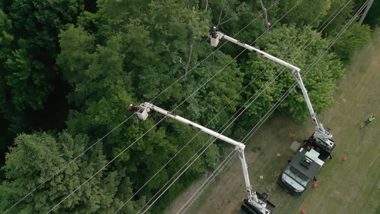 Professional Tree Services in East Gaffney, SC