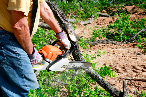 How Our Tree Care Process Works  in  East Gaffney, SC